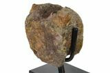3.4" Hadrosaur (Gryposaur) Vertebra on Metal Stand - Montana - #132010-2